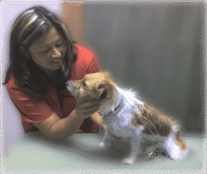 Dr. Wendy performing acupuncture on her Jack Russell Terrier, Katie, demonstrating gentle holistic veterinary care. This image showcases Dr. Wendy's comprehensive expertise, complementing in-home euthanasia services in Sarasota.