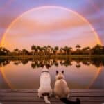 A Jack Russell Terrier and a Siamese cat sitting on a dock looking at a rainbow over a Florida lake at sunset, representing peaceful end-of-life care, the rainbow bridge, and gentle in-home pet euthanasia on the Suncoast."
