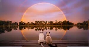 A Jack Russell Terrier and a Siamese cat sitting on a dock looking at a rainbow over a Florida lake at sunset, representing peaceful end-of-life care, the rainbow bridge, and gentle in-home pet euthanasia on the Suncoast."