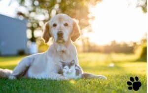 In-home euthanasia Sarasota Florida