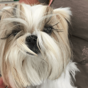 Shih-tzu dog with long eyelashes looking regal in a photoshoot..