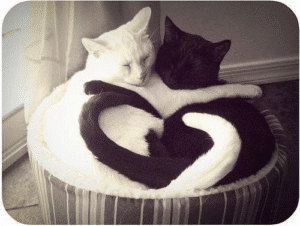 A black cat and a white cat curled in a yin-yang shape with tails forming a heart, representing holistic veterinary medicine, acupuncture, and traditional Chinese veterinary medicine (TCVM) comfort therapies by Dr. Wendy Ying on the Suncoast.