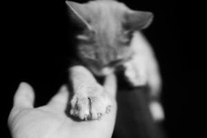 A touching black-and-white photo of a cat's paw reaching out to a human hand, symbolizing connection.