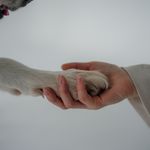 A close-up of a human hand gently holding a dog's paw, symbolizing trust and companionship.